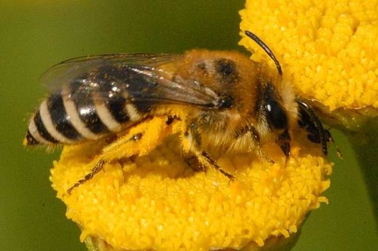 Colletes daviesanus © James K. Lindsey