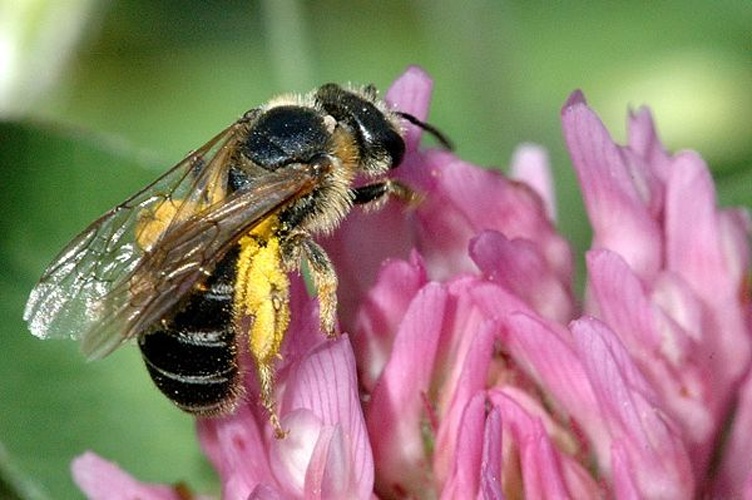 Halictus maculatus &copy; James K. Lindsey