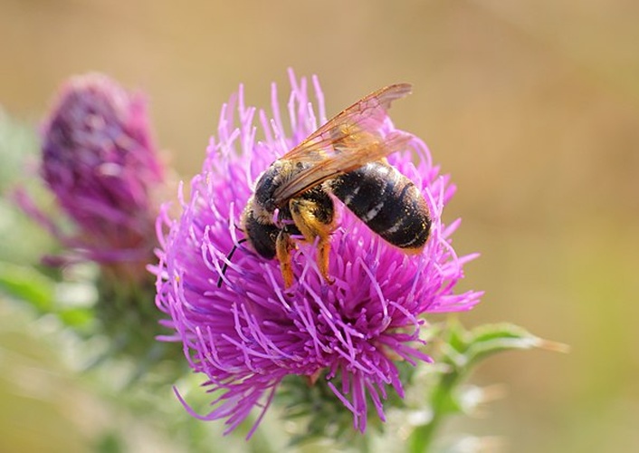 Halictus quadricinctus © <div style="max-width:70em; margin:left; padding: 2em; background:#222B36; box-shadow: 8px 8px 5px #93a1a1; -moz-border-radius: 15px; border-radius: 15px; color:#A1A7AD;" class="plainlinks">
<a href="//commons.wikimedia.org/wiki/User:Spacebirdy" title="User:Spacebirdy"><span style="color:white;font-size:170%;background-color:#222B36;">spacebirdy</span></a><br><span style="font-size:x-small;color:#454F5C;">(also known as geimfyglið <a href="//commons.wikimedia.org/wiki/User_talk:Spacebirdy" title="User talk:Spacebirdy"><sub style="color:#45505E">(:&gt; )=|</sub></a> made with <a href="https://en.wiktionary.org/wiki/is:Notandi:Sternenlaus" class="extiw" title="wikt:is:Notandi:Sternenlaus"><font color="#45505E">Sternenlaus</font></a>-spirit)</span>
</div>