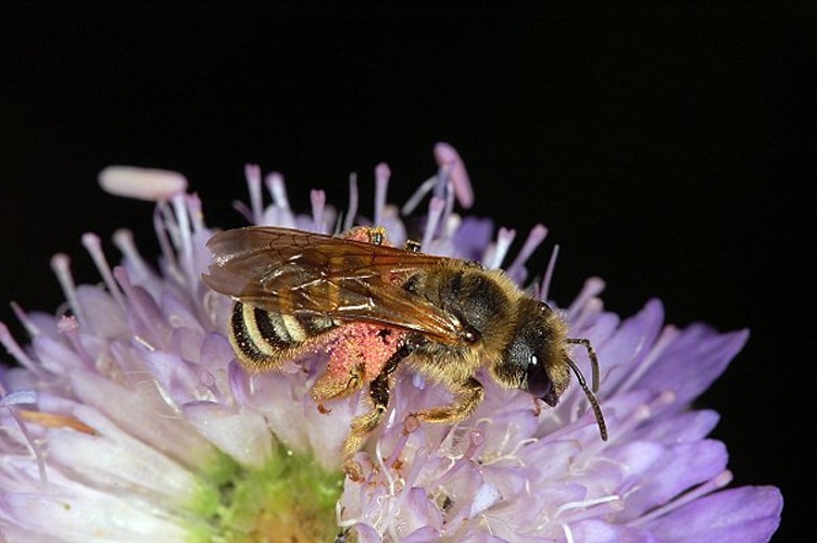 Halictus simplex © <a href="//commons.wikimedia.org/wiki/User:Dysmachus" title="User:Dysmachus">Fritz Geller-Grimm</a>