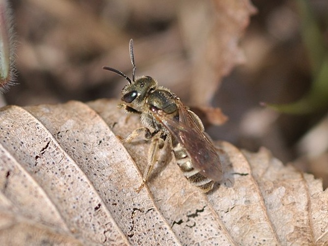Halictus tumulorum © <a href="//commons.wikimedia.org/wiki/User:Aiwok" title="User:Aiwok">Aiwok</a>
