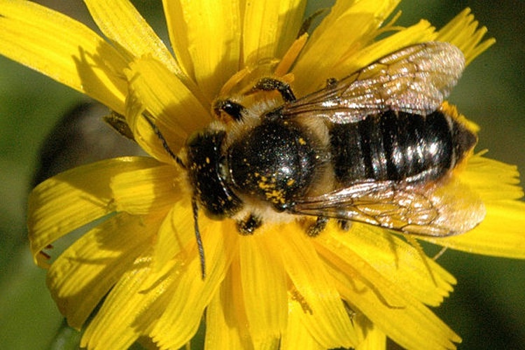 Megachile centuncularis &copy; James K. Lindsey