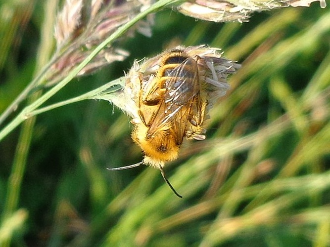 Megachile maritima © <a href="//commons.wikimedia.org/wiki/User:AfroBrazilian" title="User:AfroBrazilian">AfroBrazilian</a>