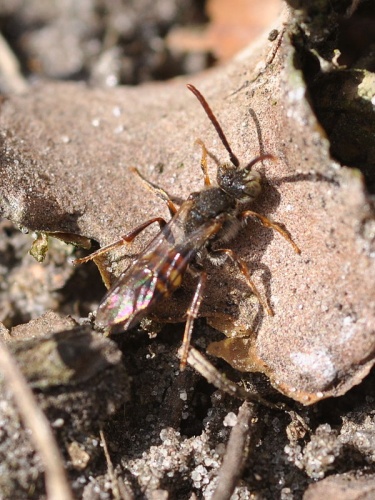 Nomada flavoguttata © <a href="//commons.wikimedia.org/wiki/User:Aiwok" title="User:Aiwok">Aiwok</a>