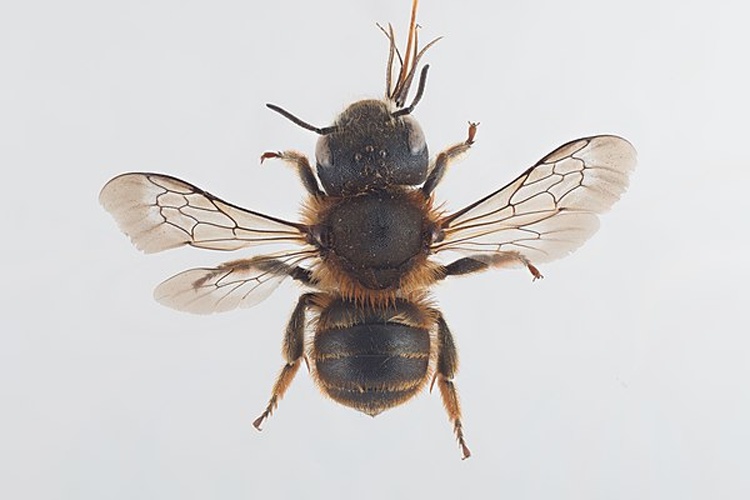 Osmia aurulenta © Arnstein Staverløkk/Norsk institutt for naturforskning