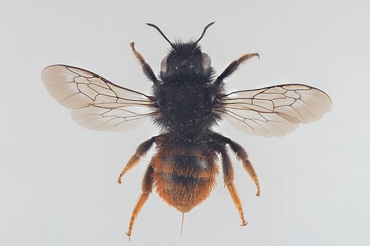 Osmia bicolor &copy; Arnstein Staverløkk/Norsk institutt for naturforskning