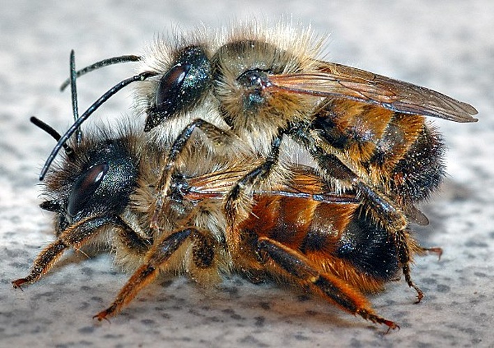 Osmia rufa &copy; <p>André Karwath aka <a href="//commons.wikimedia.org/wiki/User:Aka" title="User:Aka">Aka</a>
</p>