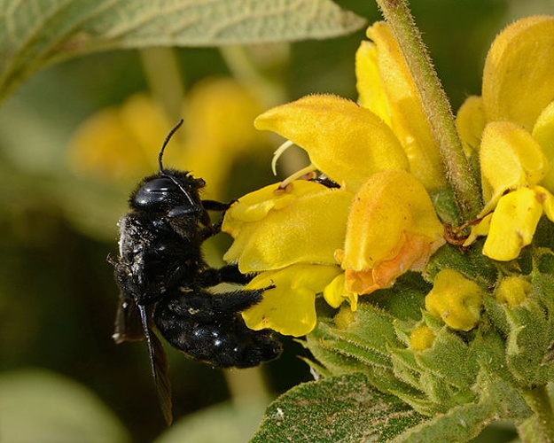 Xylocopa violacea © Gideon Pisanty (<a href="//commons.wikimedia.org/wiki/User:Gidip" title="User:Gidip">Gidip</a>) גדעון פיזנטי