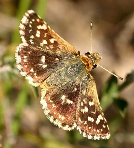 Spialia sertorius © 