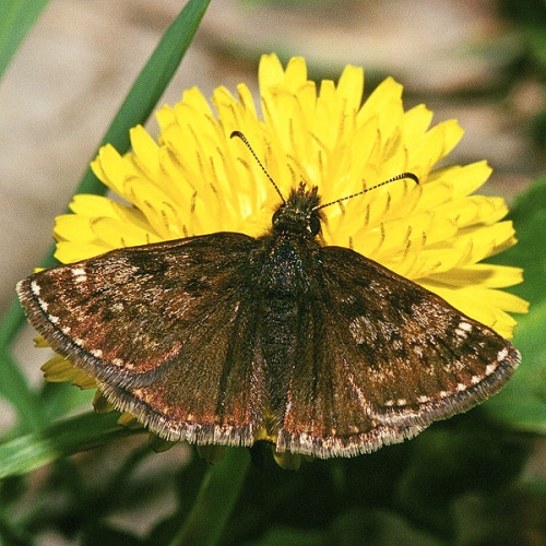 Dingy Skipper © <a href="//commons.wikimedia.org/wiki/User:Olei" title="User:Olei">Olei</a>