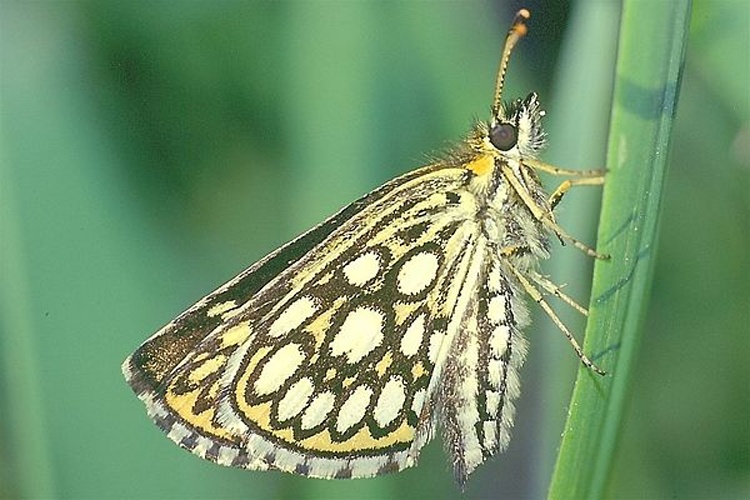 Large Chequered Skipper &copy; Holger Gröschl