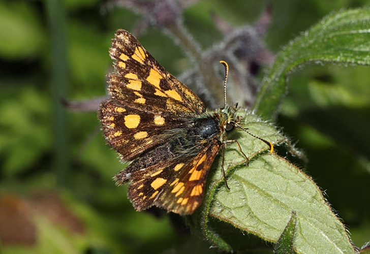 Chequered Skipper &copy; <a href="//commons.wikimedia.org/wiki/User:Holleday" title="User:Holleday">H. Krisp</a>