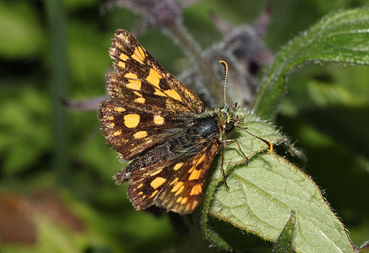 Chequered Skipper © <a href="//commons.wikimedia.org/wiki/User:Holleday" title="User:Holleday">H. Krisp</a>