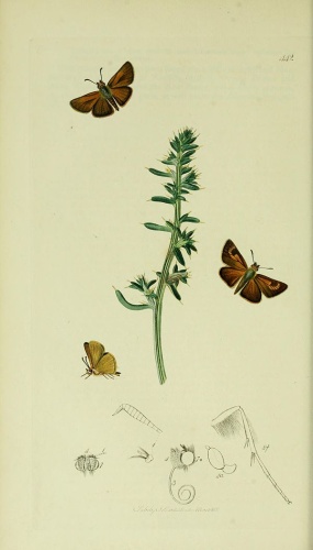 Lulworth Skipper &copy; John Curtis