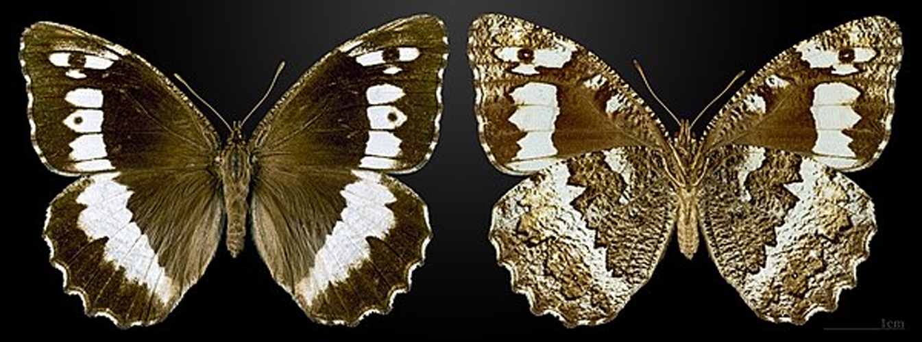 Brintesia circe © <a href="//commons.wikimedia.org/wiki/User:Archaeodontosaurus" title="User:Archaeodontosaurus">Didier Descouens</a>