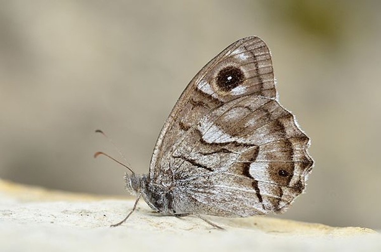 Hipparchia fidia &copy; <a rel="nofollow" class="external text" href="https://www.flickr.com/people/9082612@N05">Gilles San Martin</a>