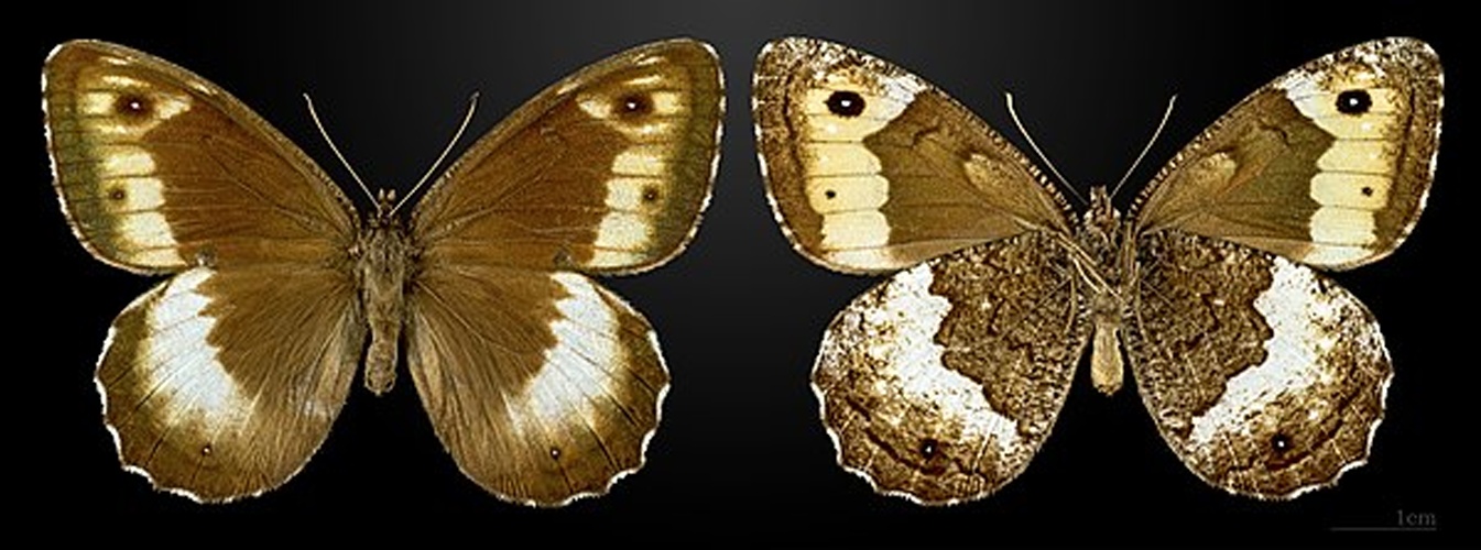 Hipparchia alcyone &copy; <a href="//commons.wikimedia.org/wiki/User:Archaeodontosaurus" title="User:Archaeodontosaurus">Didier Descouens</a>