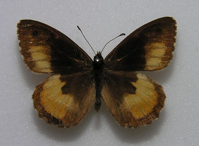 Hipparchia neomiris © <a href="//commons.wikimedia.org/wiki/User:Notafly" title="User:Notafly">Notafly</a>