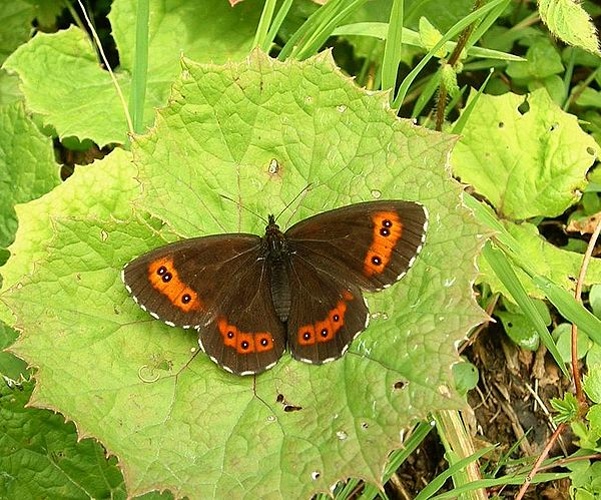 Erebia ligea © No machine-readable author provided. <a href="//commons.wikimedia.org/wiki/User:Jeffdelonge" title="User:Jeffdelonge">Jeffdelonge</a> assumed (based on copyright claims).