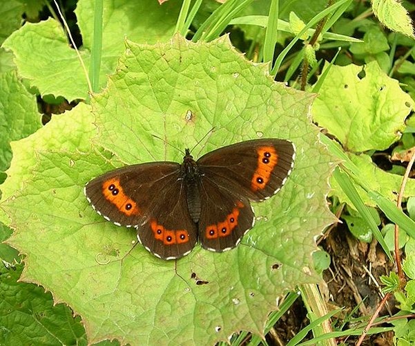 Erebia ligea &copy; No machine-readable author provided. <a href="//commons.wikimedia.org/wiki/User:Jeffdelonge" title="User:Jeffdelonge">Jeffdelonge</a> assumed (based on copyright claims).