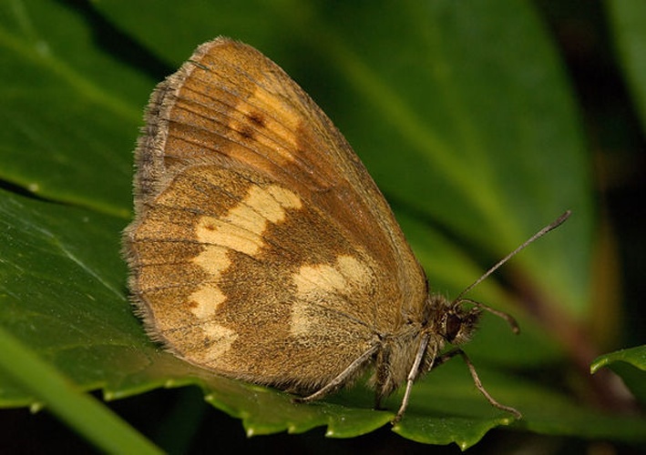 Yellow-spotted Ringlet &copy; Please report references to kulac<span style="margin:0px 1px; position:relative; top:-2px;"><img alt="-at-" src="https://upload.wikimedia.org/wikipedia/commons/thumb/b/b6/At_char.svg/11px-At_char.svg.png" decoding="async" title="-at-" width="11" height="11" srcset="https://upload.wikimedia.org/wikipedia/commons/thumb/b/b6/At_char.svg/17px-At_char.svg.png 1.5x, https://upload.wikimedia.org/wikipedia/commons/thumb/b/b6/At_char.svg/22px-At_char.svg.png 2x" data-file-width="10" data-file-height="10"></span>gmx.at.