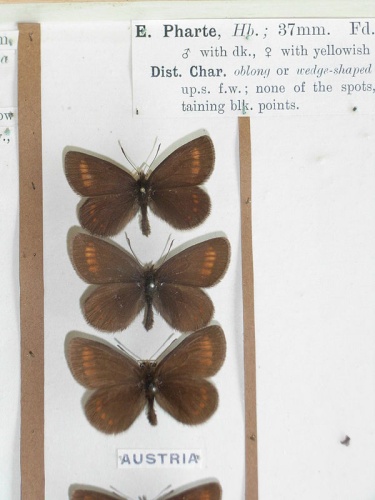 Erebia pharte &copy; <a href="//commons.wikimedia.org/wiki/User:Notafly" title="User:Notafly">Notafly</a>