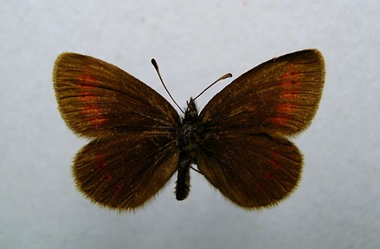 Erebia melampus &copy; <a href="//commons.wikimedia.org/wiki/User:Dumi" title="User:Dumi">Dumi</a>