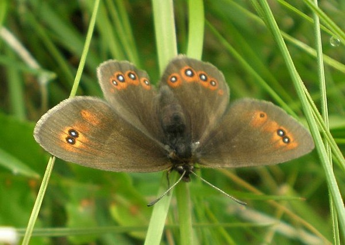 Bright Eyed Ringlet &copy; <a href="//commons.wikimedia.org/wiki/User:Hinox" title="User:Hinox">Joan Carles Hinojosa Galisteo</a>