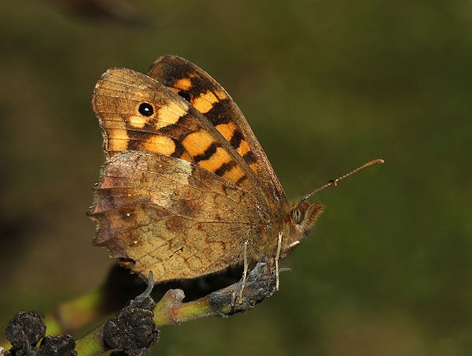 Speckled Wood © <a href="//commons.wikimedia.org/wiki/User:Alvesgaspar" title="User:Alvesgaspar">Alvesgaspar</a>