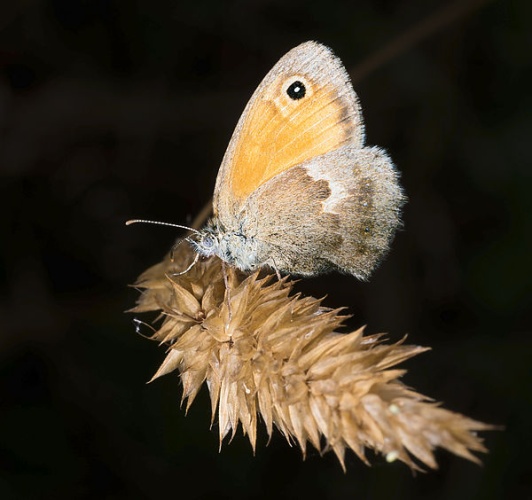 Small Heath © <div class="fn value">
<a href="//commons.wikimedia.org/wiki/User:Archaeodontosaurus" title="User:Archaeodontosaurus">Didier Descouens</a>
</div>