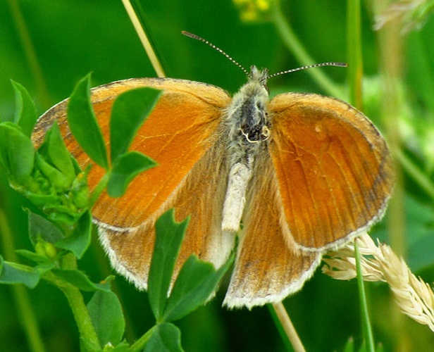 Coenonympha tullia &copy; <a href="//commons.wikimedia.org/wiki/User:Dger" title="User:Dger">D. Gordon E. Robertson</a>