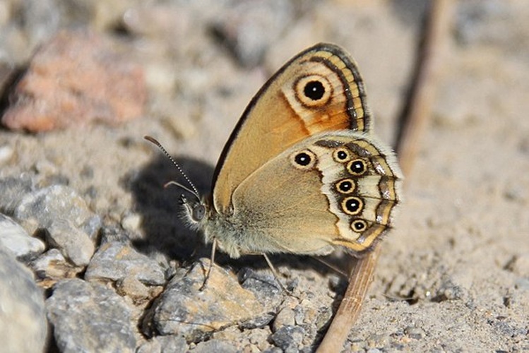 Coenonympha dorus &copy; <table style="width:100%; border:1px solid #aaa; background:#efd; text-align:center"><tbody><tr>
<td>
<a href="//commons.wikimedia.org/wiki/File:Lanius_pallidirostris.jpg" class="image"><img alt="Lanius pallidirostris.jpg" src="https://upload.wikimedia.org/wikipedia/commons/thumb/a/a2/Lanius_pallidirostris.jpg/55px-Lanius_pallidirostris.jpg" decoding="async" width="55" height="41" srcset="https://upload.wikimedia.org/wikipedia/commons/thumb/a/a2/Lanius_pallidirostris.jpg/83px-Lanius_pallidirostris.jpg 1.5x, https://upload.wikimedia.org/wikipedia/commons/thumb/a/a2/Lanius_pallidirostris.jpg/110px-Lanius_pallidirostris.jpg 2x" data-file-width="800" data-file-height="600"></a>
</td>
<td>This image is created by user <a rel="nofollow" class="external text" href="http://observado.org/user/photos/5280">Roelof de Beer</a> at <a rel="nofollow" class="external text" href="http://observado.org/">observado.org</a>, a global biodiversity recording project.
</td>
</tr></tbody></table>