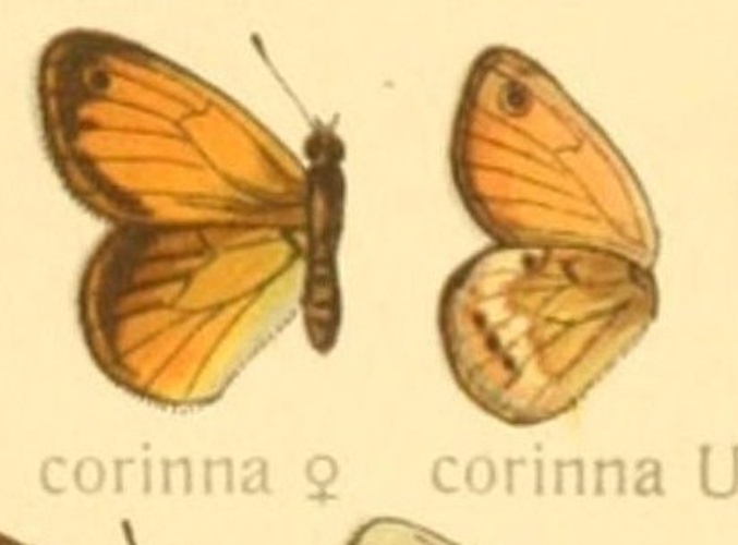 Coenonympha corinna © <bdi><a href="https://en.wikipedia.org/wiki/en:Adalbert_Seitz" class="extiw" title="w:en:Adalbert Seitz">Adalbert Seitz</a>
</bdi>