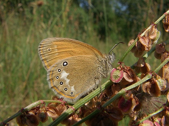 Coenonympha glycerion © No machine-readable author provided. <a href="//commons.wikimedia.org/wiki/User:Severus" title="User:Severus">Severus</a> assumed (based on copyright claims).