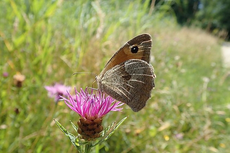 Maniola jurtina © <a href="//commons.wikimedia.org/w/index.php?title=User:Andrawaag&amp;action=edit&amp;redlink=1" class="new" title="User:Andrawaag (page does not exist)">Andrawaag</a>