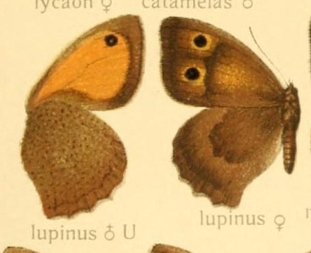 Hyponephele lupina &copy; <span lang="en">Unknown</span>