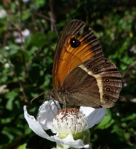 Pyronia bathseba © <a href="//commons.wikimedia.org/wiki/User:Hinox" title="User:Hinox">Joan Carles Hinojosa Galisteo</a>