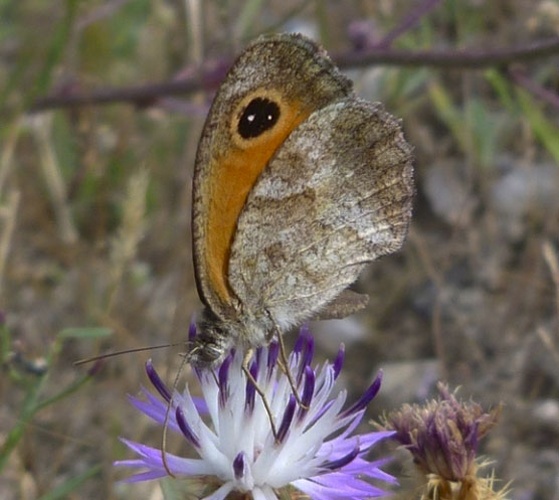 Pyronia cecilia © <a href="//commons.wikimedia.org/wiki/User:Hinox" title="User:Hinox">Joan Carles Hinojosa Galisteo</a>