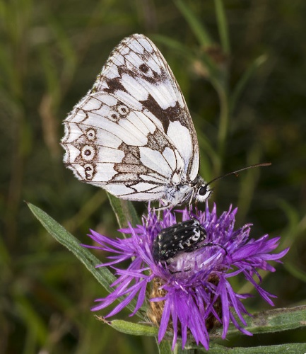 Melanargia galathea © <div class="fn value">
<a href="//commons.wikimedia.org/wiki/User:Archaeodontosaurus" title="User:Archaeodontosaurus">Didier Descouens</a>
</div>