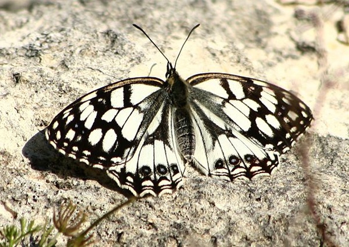 Melanargia occitanica &copy; <a href="//commons.wikimedia.org/wiki/User:Luis_nunes_alberto" title="User:Luis nunes alberto">Luis nunes alberto</a>