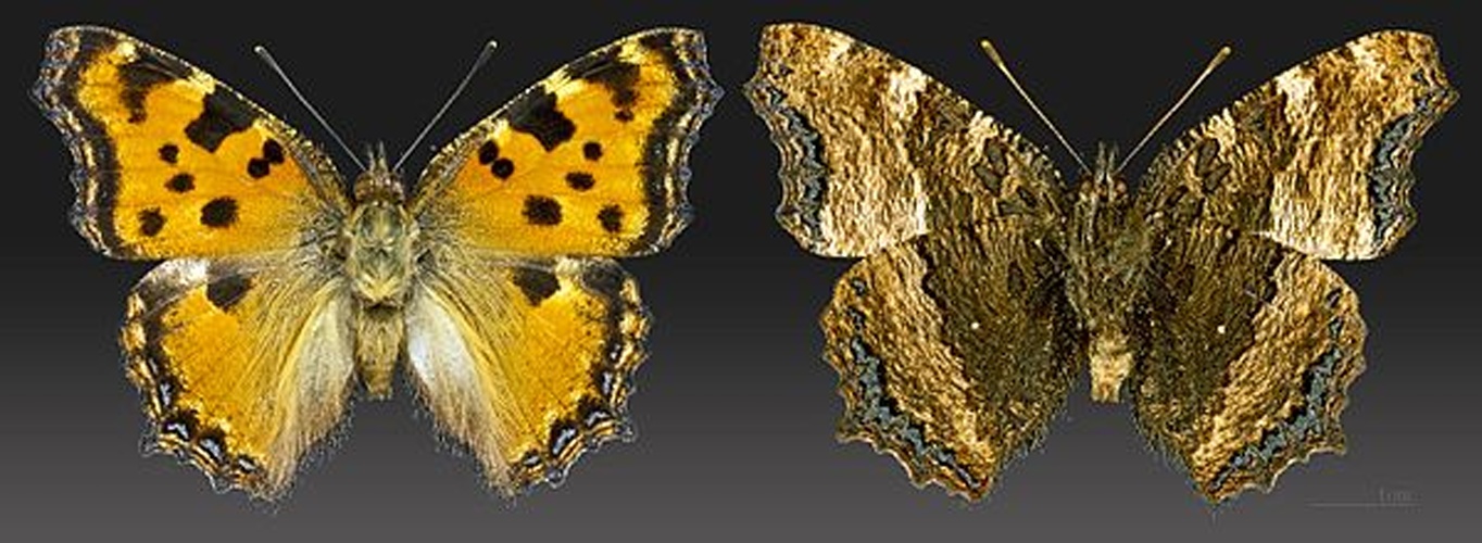 Large Tortoiseshell &copy; <div class="fn value">
<a href="//commons.wikimedia.org/wiki/User:Archaeodontosaurus" title="User:Archaeodontosaurus">Didier Descouens</a>
</div>