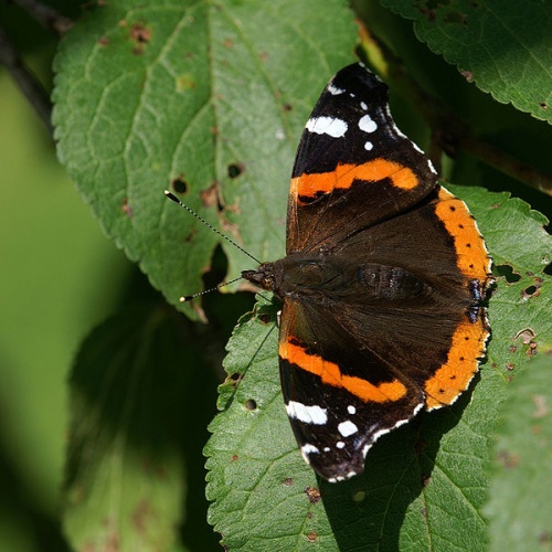 Red Admiral © <a href="//commons.wikimedia.org/wiki/User:B%C3%B6hringer" title="User:Böhringer">böhringer friedrich</a>