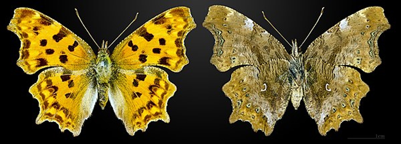 Polygonia c-album &copy; <a href="//commons.wikimedia.org/wiki/User:Archaeodontosaurus" title="User:Archaeodontosaurus">Didier Descouens</a>