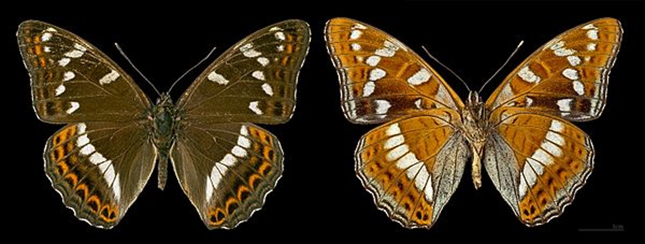 Poplar Admiral &copy; <div class="fn value">
<a href="//commons.wikimedia.org/wiki/User:Archaeodontosaurus" title="User:Archaeodontosaurus">Didier Descouens</a>
</div>