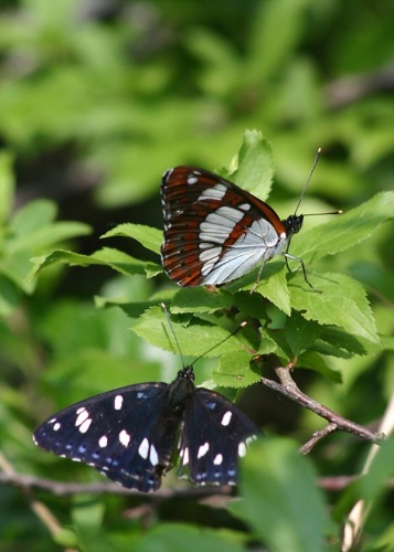 Limenitis reducta &copy; Werner Seiler (<a href="//commons.wikimedia.org/w/index.php?title=User:Centine&amp;action=edit&amp;redlink=1" class="new" title="User:Centine (page does not exist)">User:Centine</a>)