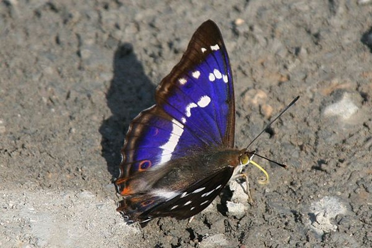 Purple Emperor © <a href="//commons.wikimedia.org/wiki/User:Rosenzweig" title="User:Rosenzweig">Rosenzweig</a> (<a href="//commons.wikimedia.org/wiki/User_talk:Rosenzweig" title="User talk:Rosenzweig">talk</a>)