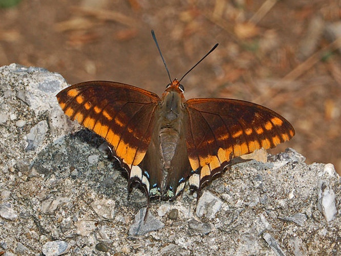 Charaxes jasius © <a href="//commons.wikimedia.org/wiki/User:Hectonichus" title="User:Hectonichus">Hectonichus</a>