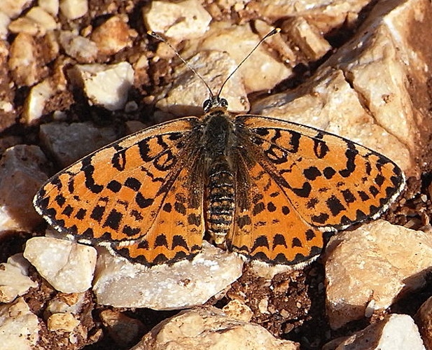 Melitaea didyma © <a href="//commons.wikimedia.org/wiki/User:Siga" title="User:Siga">Siga</a>