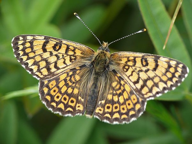 Glanville Fritillary &copy; <a href="//commons.wikimedia.org/wiki/User:Hsuepfle" title="User:Hsuepfle">Harald Süpfle</a>