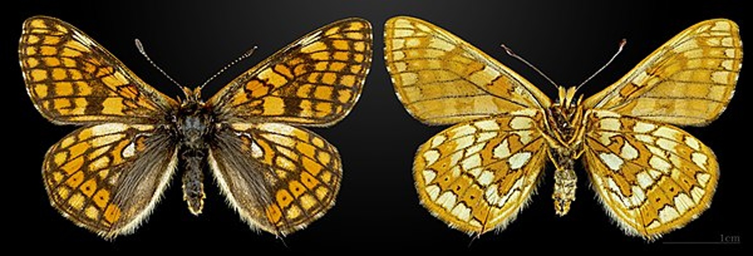 Euphydryas cynthia &copy; <a href="//commons.wikimedia.org/wiki/User:Archaeodontosaurus" title="User:Archaeodontosaurus">Didier Descouens</a>